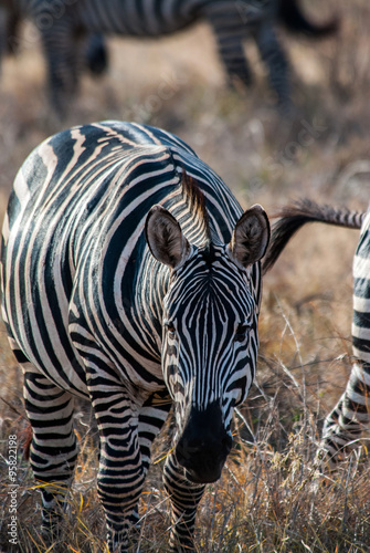 Zebras in Tsavo East National Park