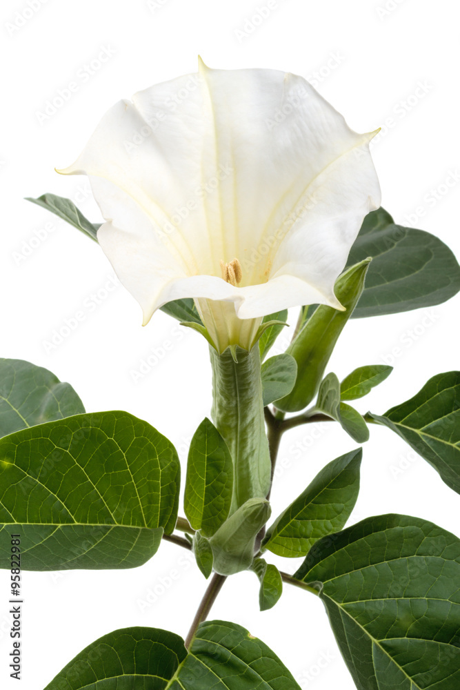 Obraz premium White fragrant flowers