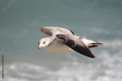 a large sea gull in flight photo