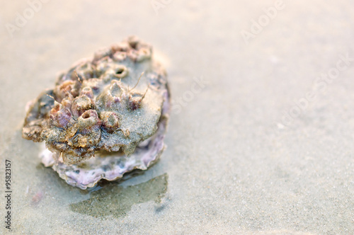 Closeup of oyster shells on wet sand of a tropical sea beach, selective focus. India.