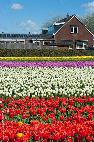 Tulip culture  Netherlands