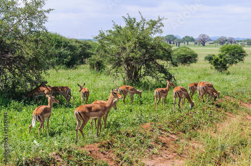 Impala group in the Tarangire Park  Tanzania