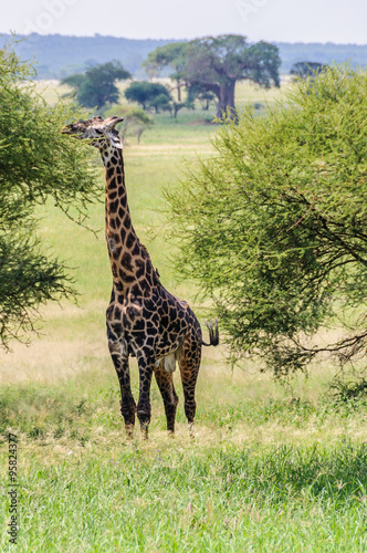 Eating giraffe in the Tarangire Park  Tanzania