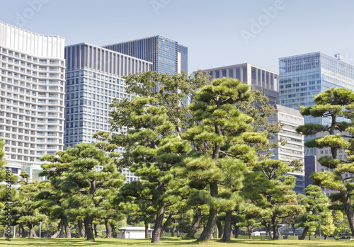 Evergreen pine trees in a park in front of modern office skyscrapers in the city center