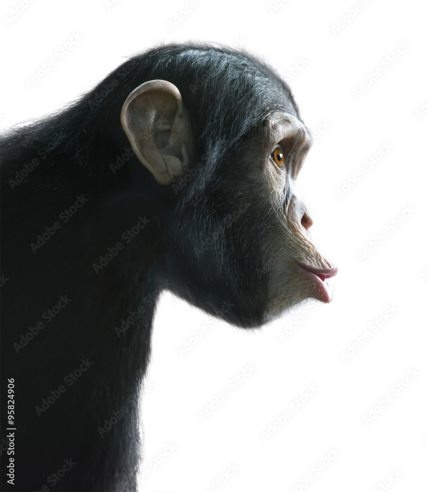 Fototapeta premium Zaskoczony szympans na białym tle
