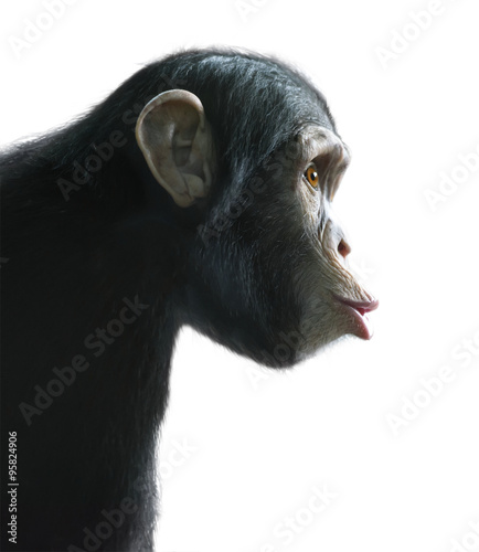 Fotografiet Surprised chimpanzee isolated on white