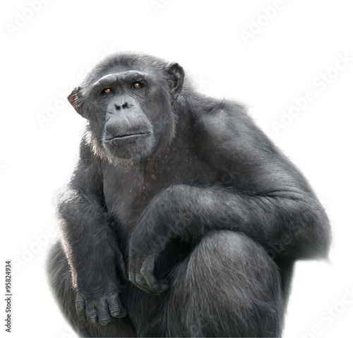 Leinwand Poster Chimpanzee looking with attention isolated on white
