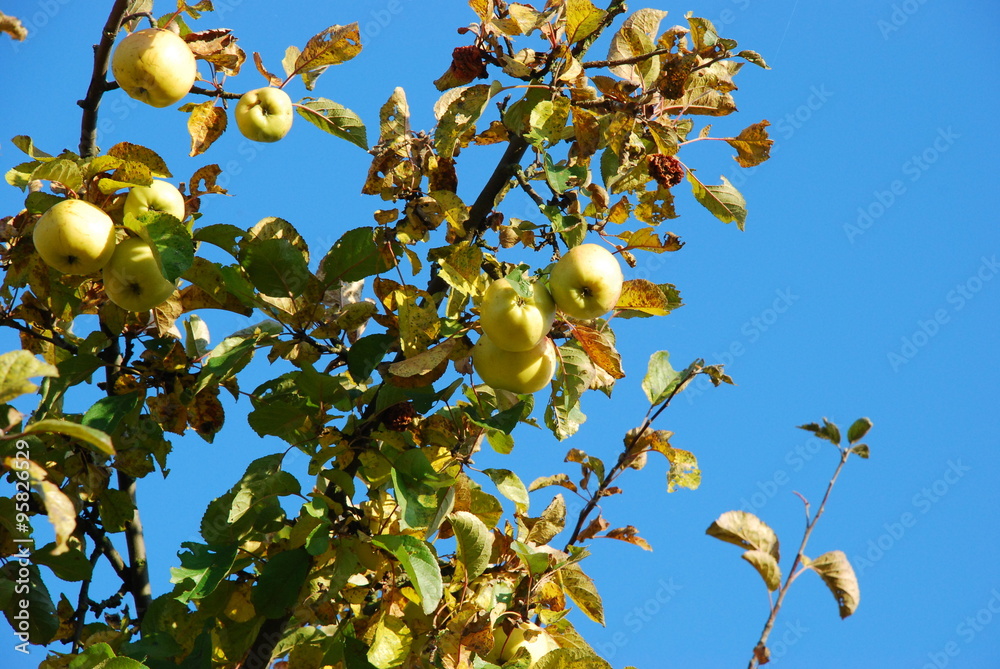 Apfelbaum im Hebst 