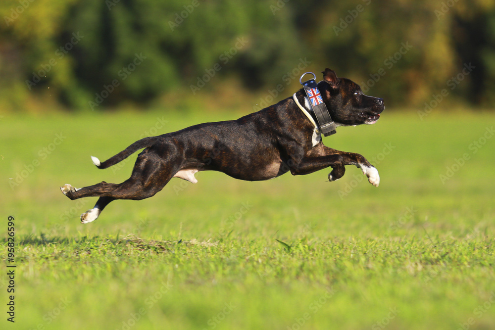 Staffordshire bull terrier running