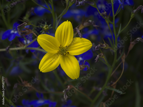 Pretty little yellow flower