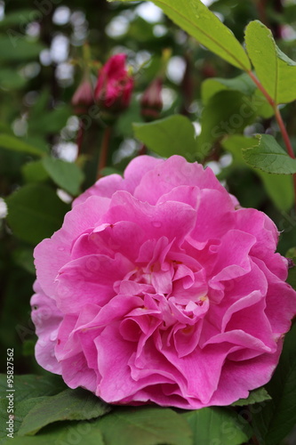 alte historische Rose 