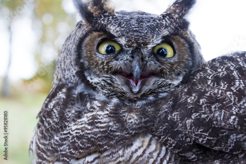 Great Horned Owl © Feng Yu