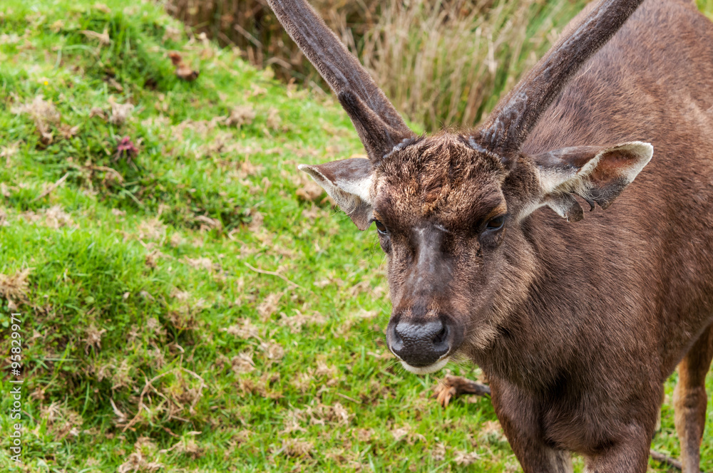 Fototapeta premium Sambar Deer. Horton Plains National Park. Sri Lanka