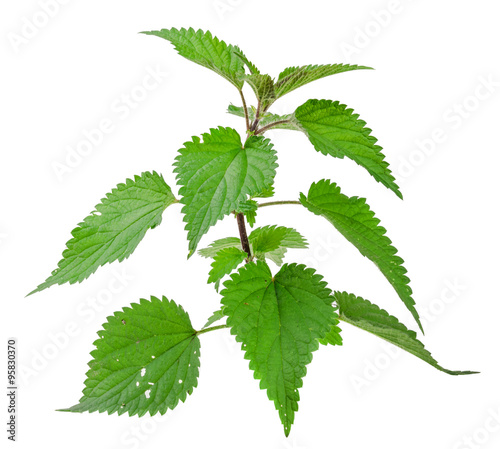 nettle