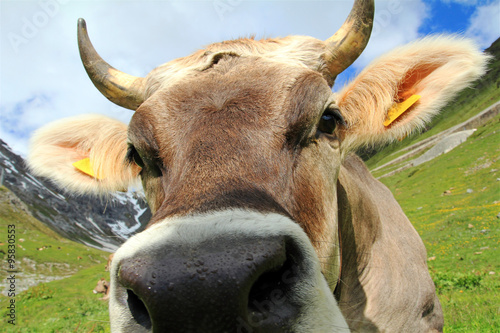 Lustiges Kuhfoto - Die Nase einer Kuh im Gebirge photo