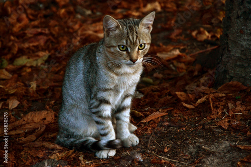 Cute kitten outdoors