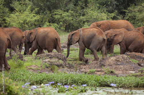 Photography wild african elephants