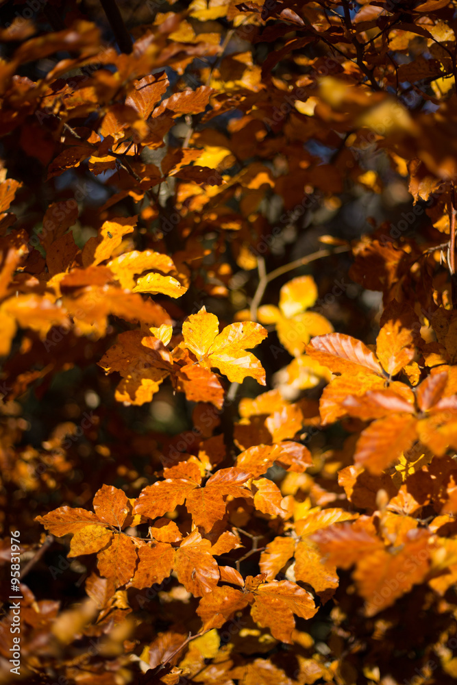 Beautiful morning in the misty autumn forest with sun rays Beautiful morning in the misty autumn forest with sun rays