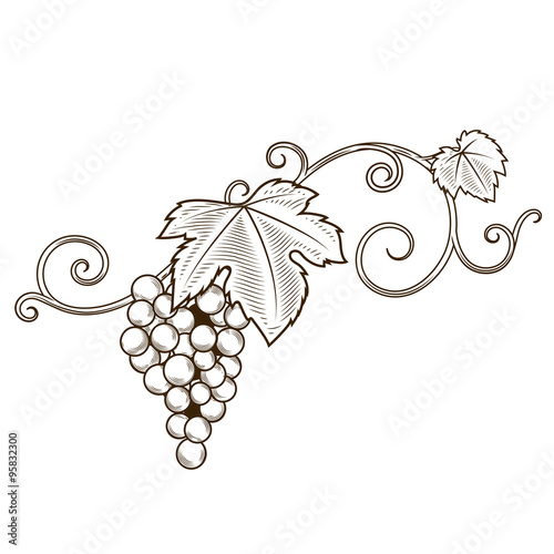 Grape vine branches ornament vector
