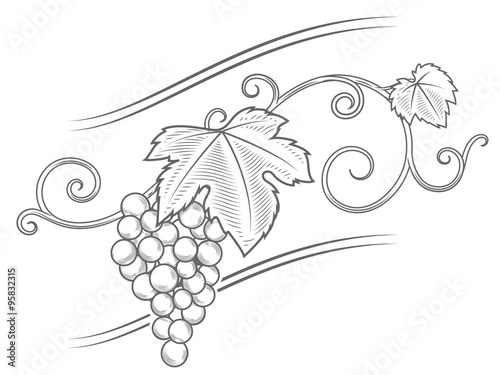Grape vine branches ornament vector