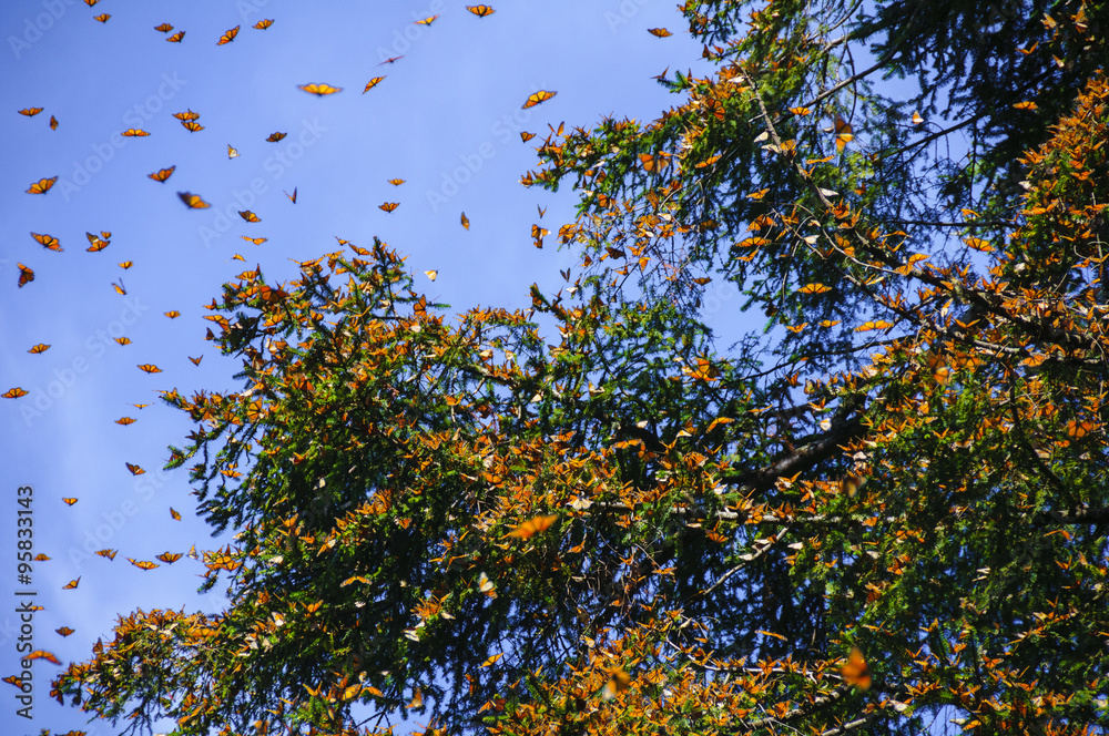 Obraz premium Monarch Butterfly Biosphere Reserve, Michoacan (Mexico)