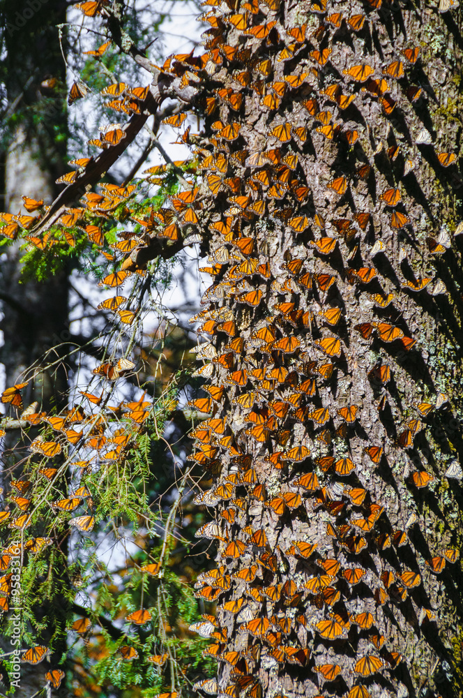 Naklejka premium Monarch Butterfly Biosphere Reserve, Michoacan (Mexico)