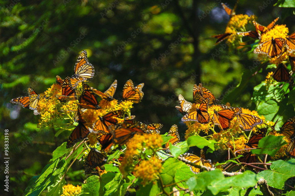 Fototapeta premium Reserva de Biosfera de Mariposa Monarca, Michoacán (México)