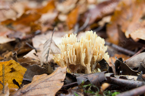 Unusual shaped mushroom