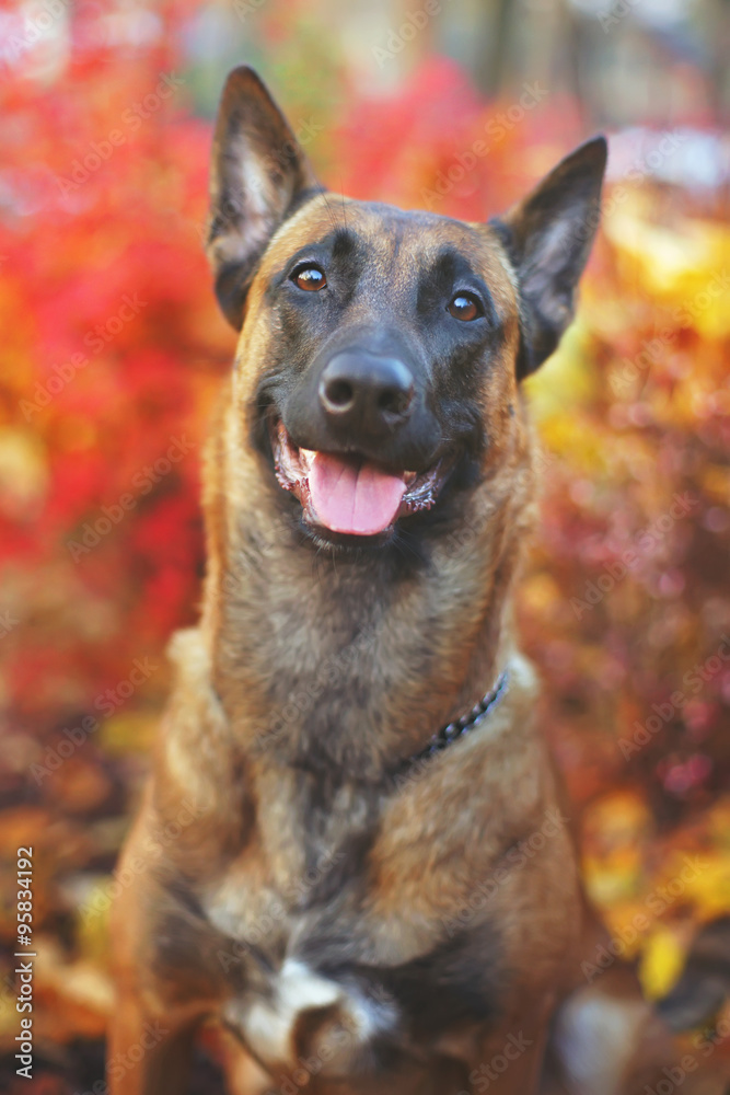Portrait of happy Belgian Shepherd dog Malinois at autumn background Portrait of happy Belgian Shepherd dog Malinois at autumn background