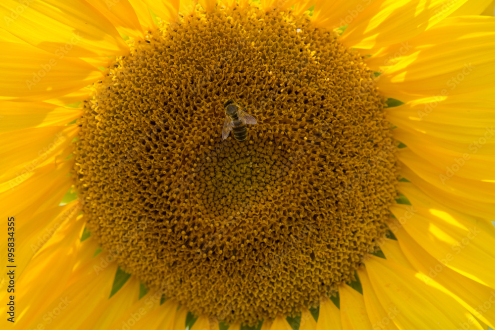 Naklejka premium Sunflowers in Hungary
