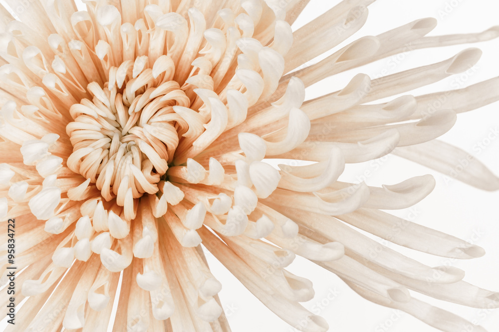 Desaturated pastel chrysanthemum flower Desaturated pastel chrysanthemum flower