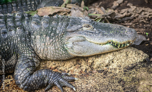Close up of the head of a nile crocodile. © dannywilde