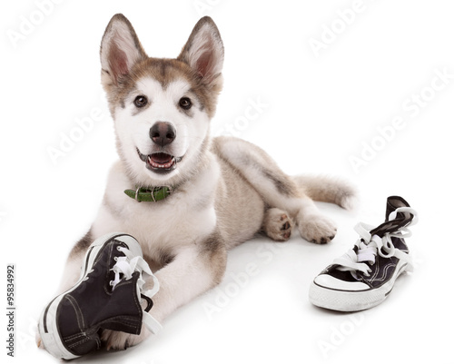 Fototapeta Naklejka Na Ścianę i Meble -  Cute Malamute puppy chewing gumshoes isolated on white