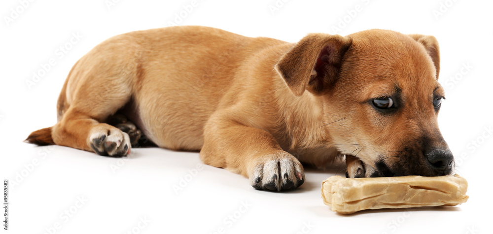 Puppy with toy bone isolated on white Puppy with toy bone isolated on white