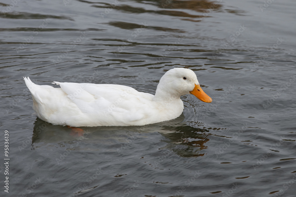 White duck swimming in pond