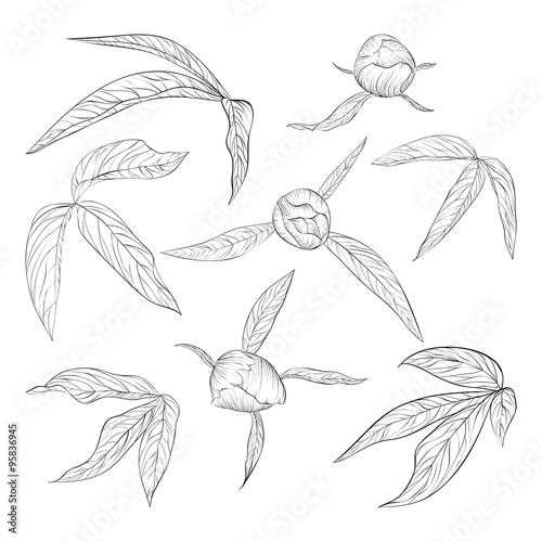 set of beautiful black and white peony leaves and buds isolated on white.