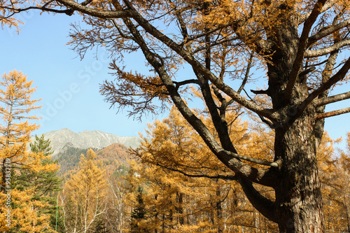 Twisting branches of an old coniferous tree.