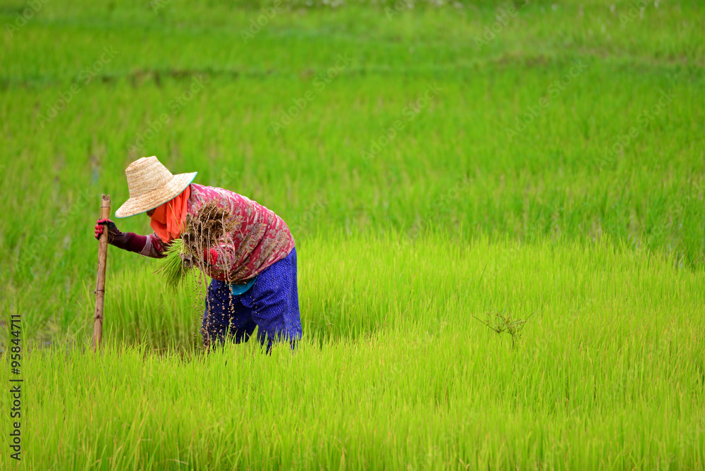 Thai farmer rice planting Thai farmer rice planting