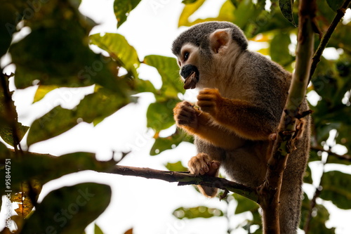 Fototapeta Naklejka Na Ścianę i Meble -  Squirrel Monkey Having Lunch In The Trees