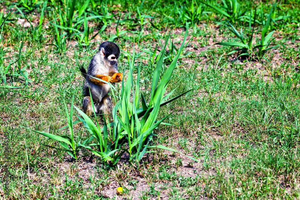 Obraz premium Squirrel Monkey, Amazonian Jungle