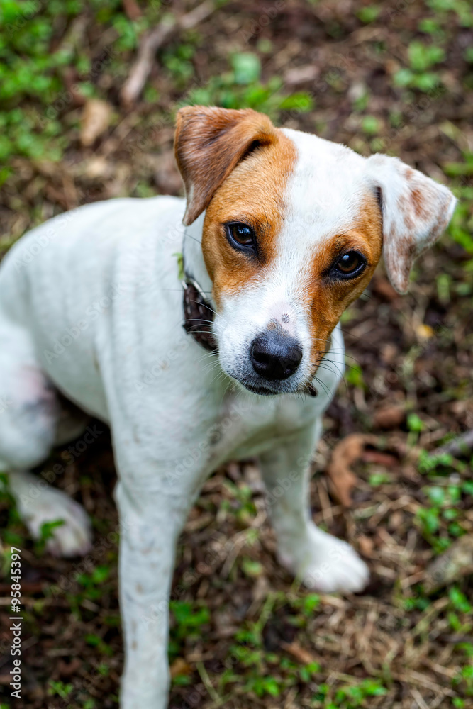 Close Up Of Parson Russell Terrier Puppy