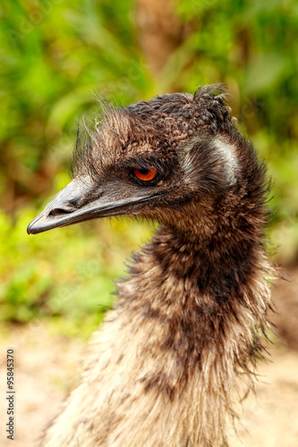 Portrait Of An Emu Bird