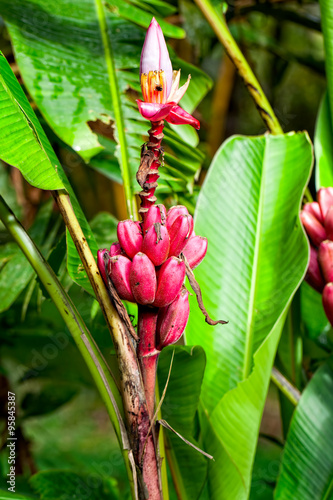 Red Banana Tree In Tropical Rainforest