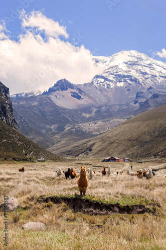 Herd Of Llamas, Chimborazo National Park