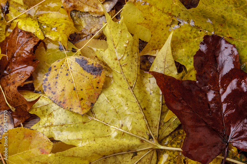 Close up of wet autumn leaves.