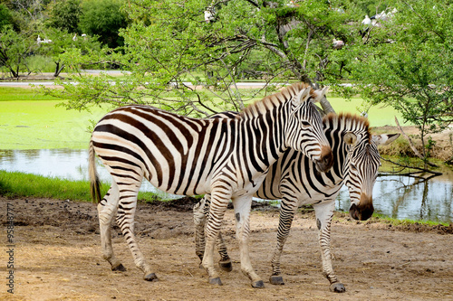 Couple of zebra.