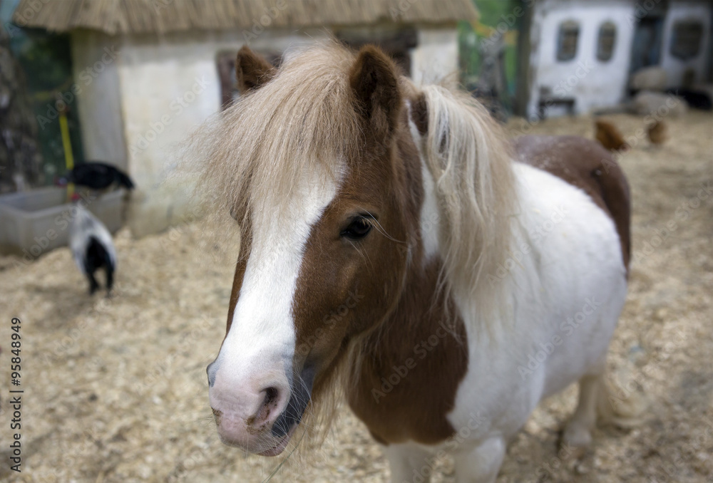 Obraz premium Животное карликовая лошадка