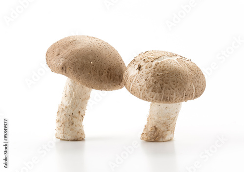 Eringii Mushroom