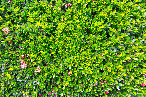 Fototapeta Naklejka Na Ścianę i Meble -  green leaf background