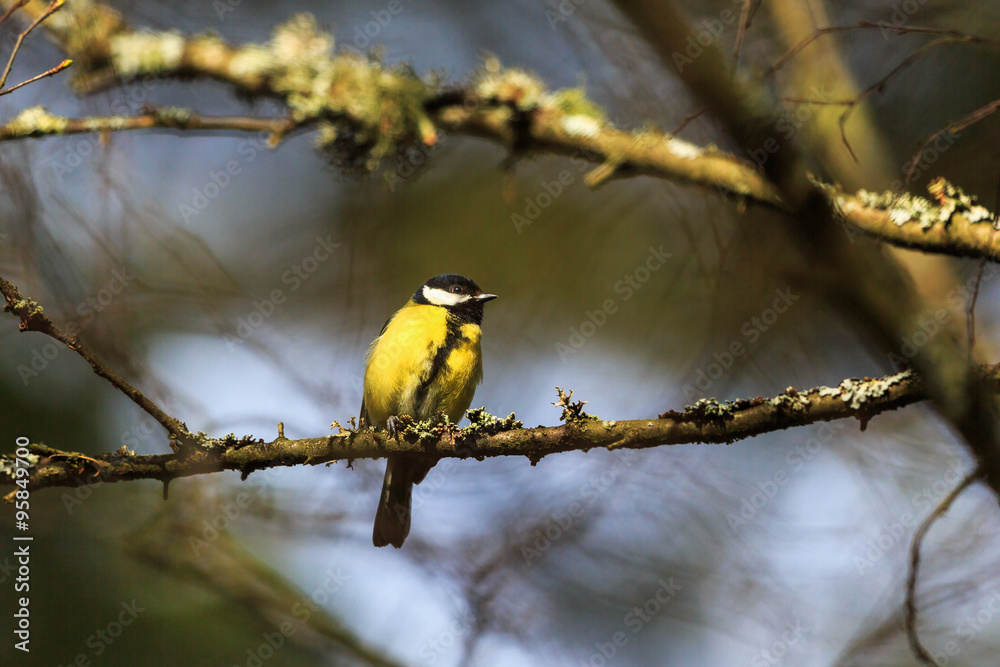 Obraz premium Great tit